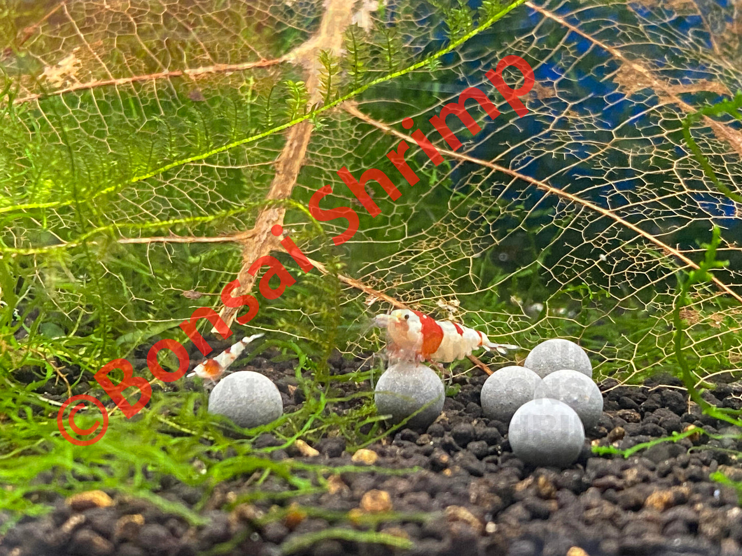 Shrimp Accessories - Shrimp Mineral Balls