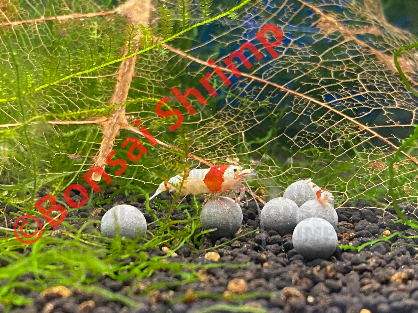 Shrimp Accessories - Shrimp Mineral Balls