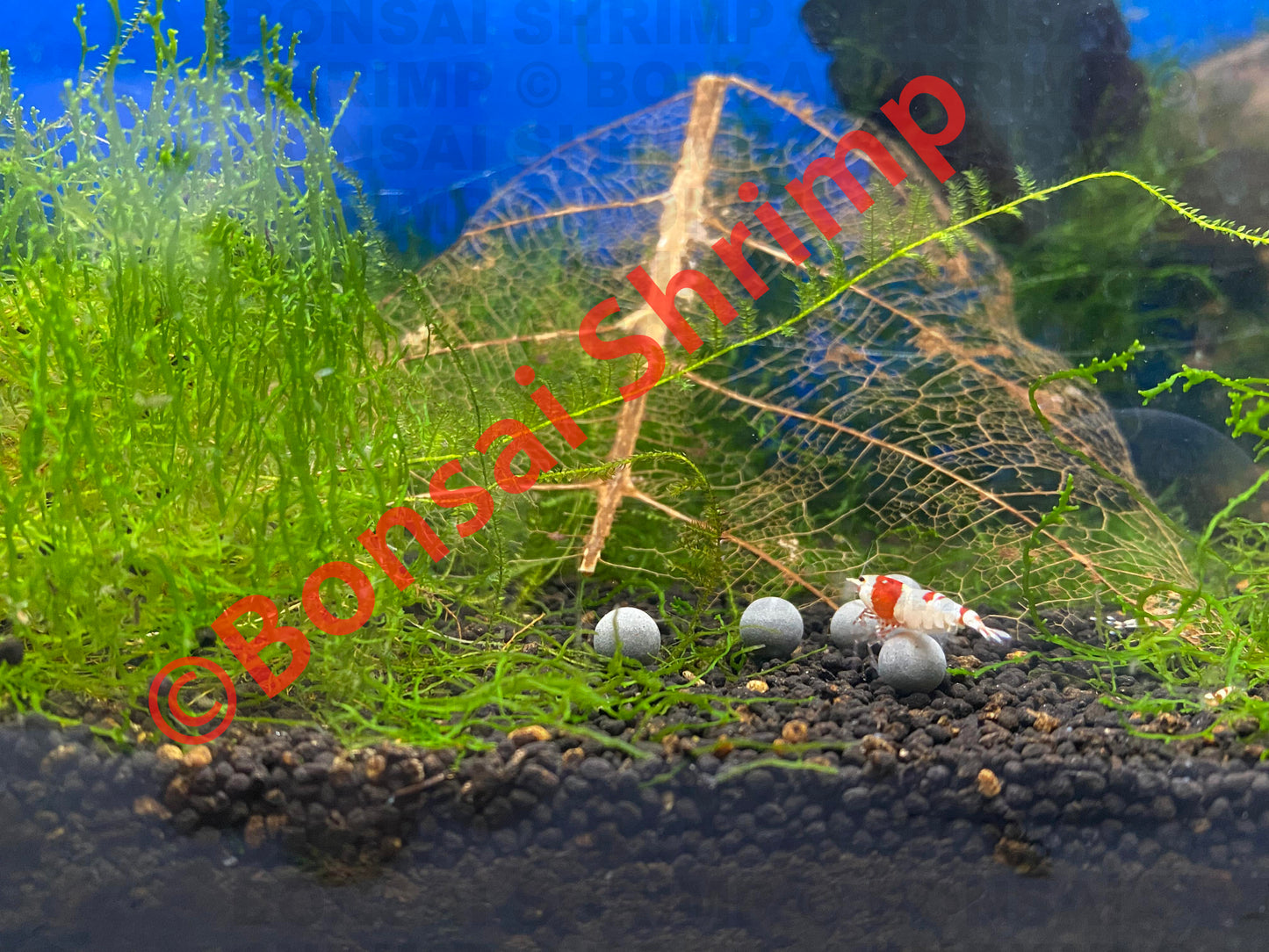 Shrimp Accessories - Shrimp Mineral Balls