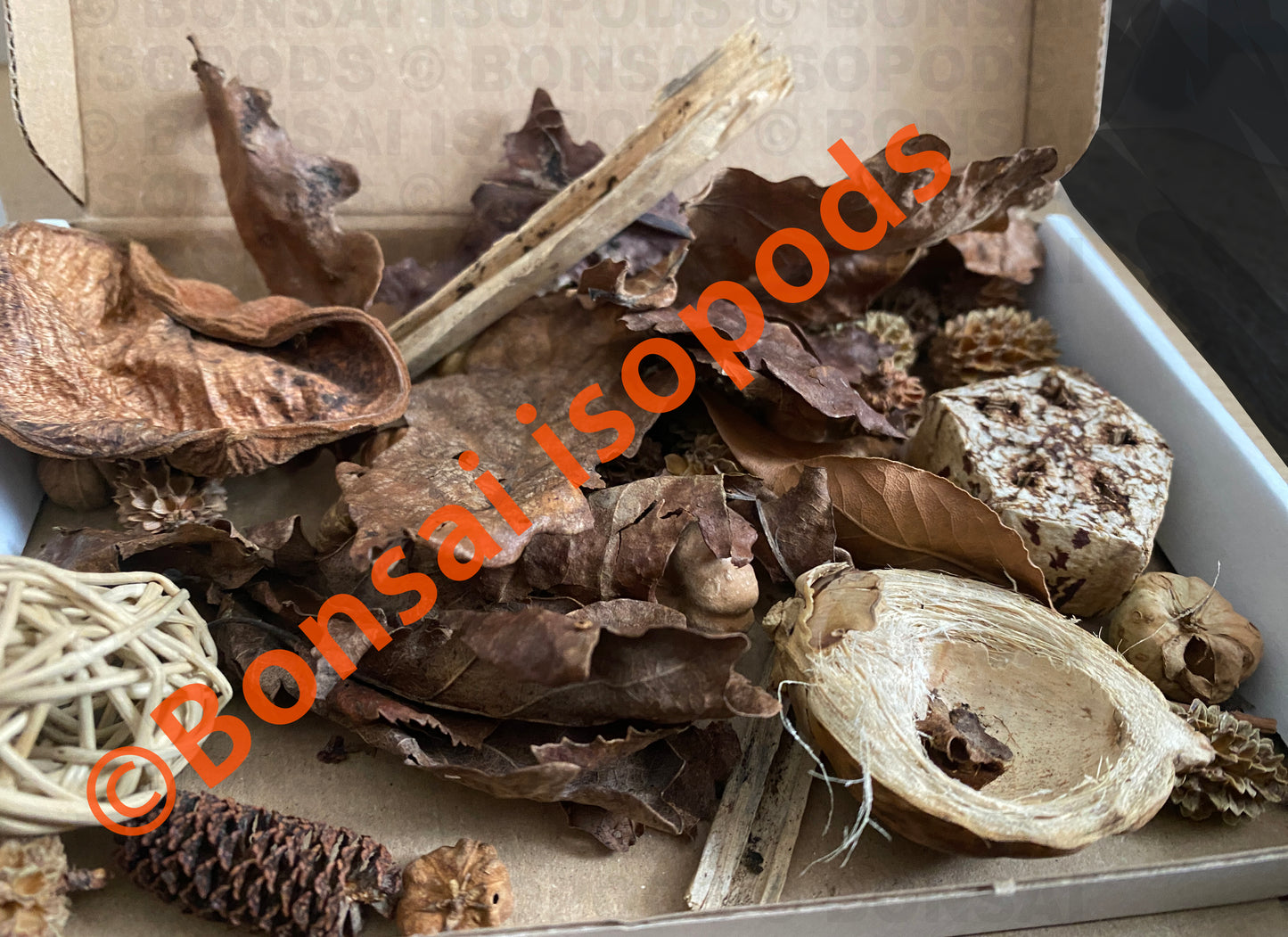 Isopod Natural Enrichment Box