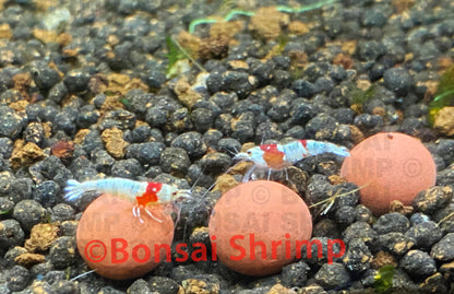 Shrimp Accessories - Shrimp Mineral Balls