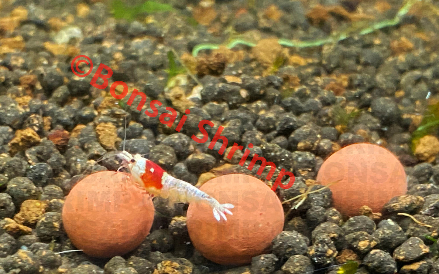 Shrimp Accessories - Shrimp Mineral Balls