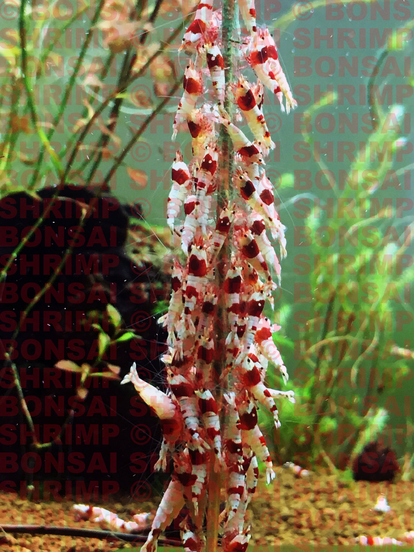 Shrimp Food - Treat Food Box