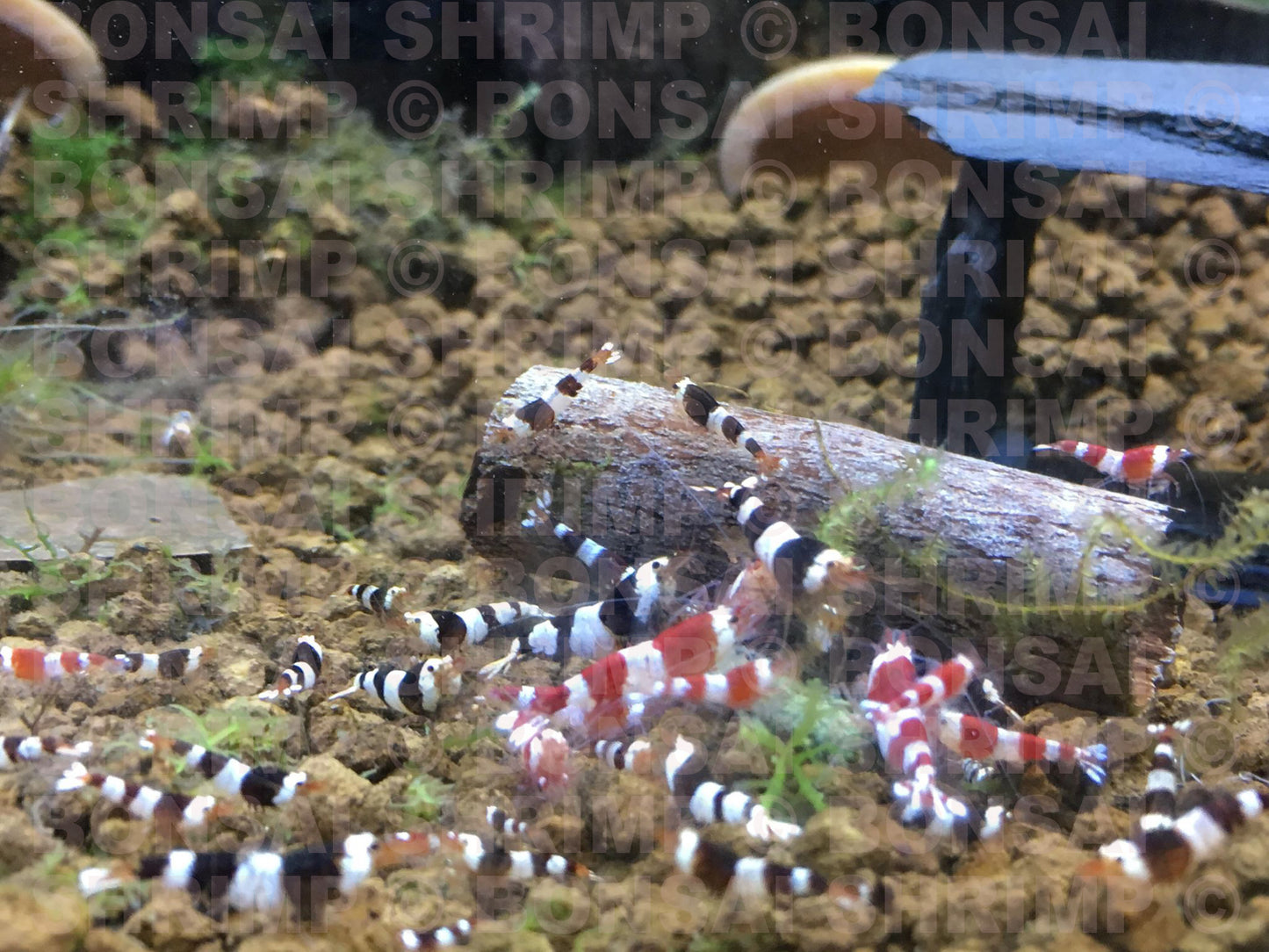 Shrimp Food - Fruitful