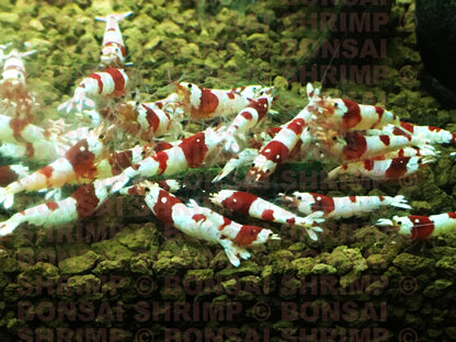 Shrimp Food - Algae Strips