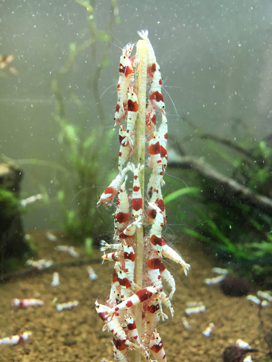 Shrimp Lollies - Nettle & Spirulina