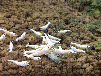 Shrimp Food - Fruitful