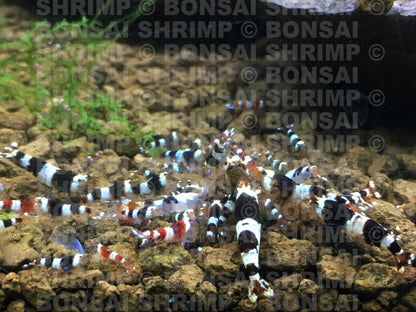 Shrimp Food - Barley