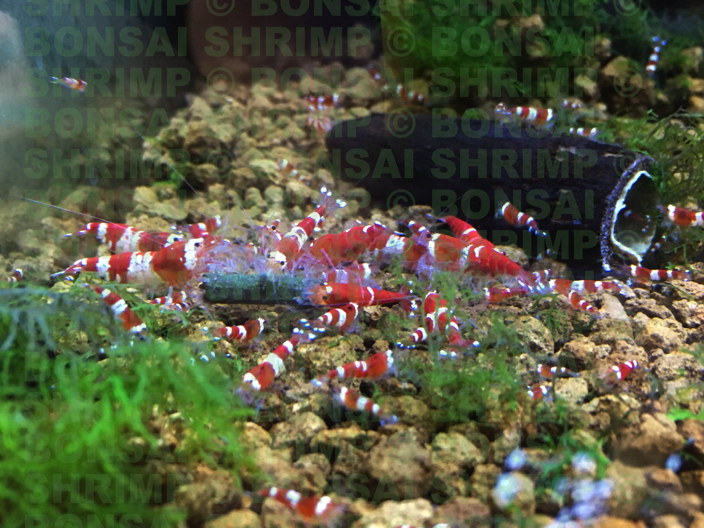 Shrimp Food - Black Mamba