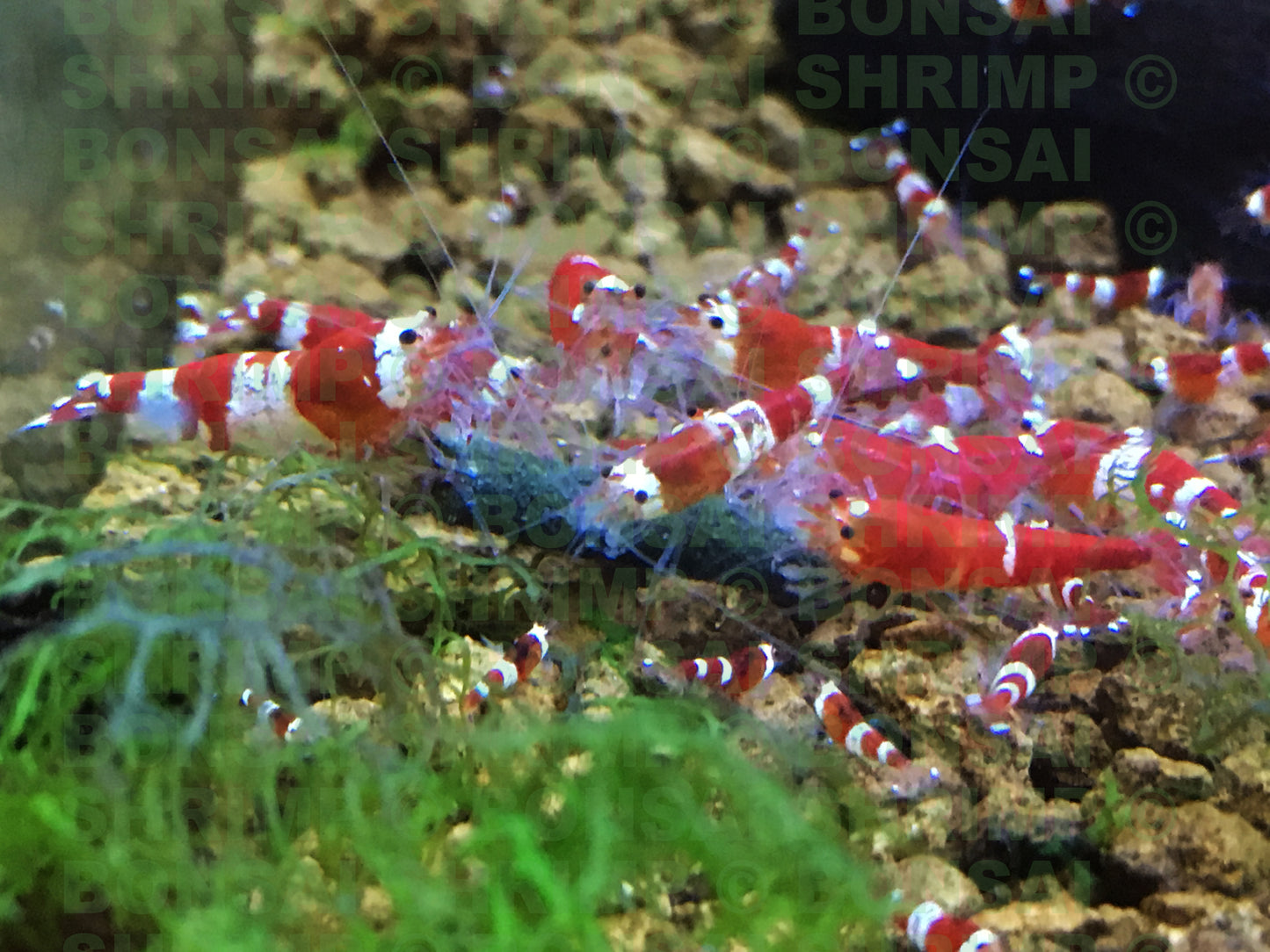 Shrimp Food - Black Mamba