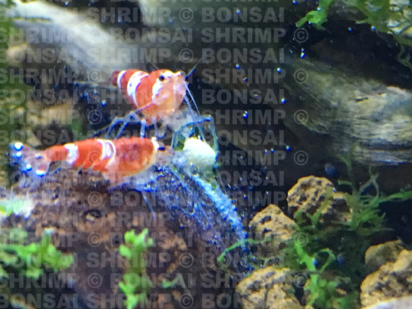 Shrimp Food - Pollen