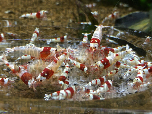 Shrimp Food - Snowflake